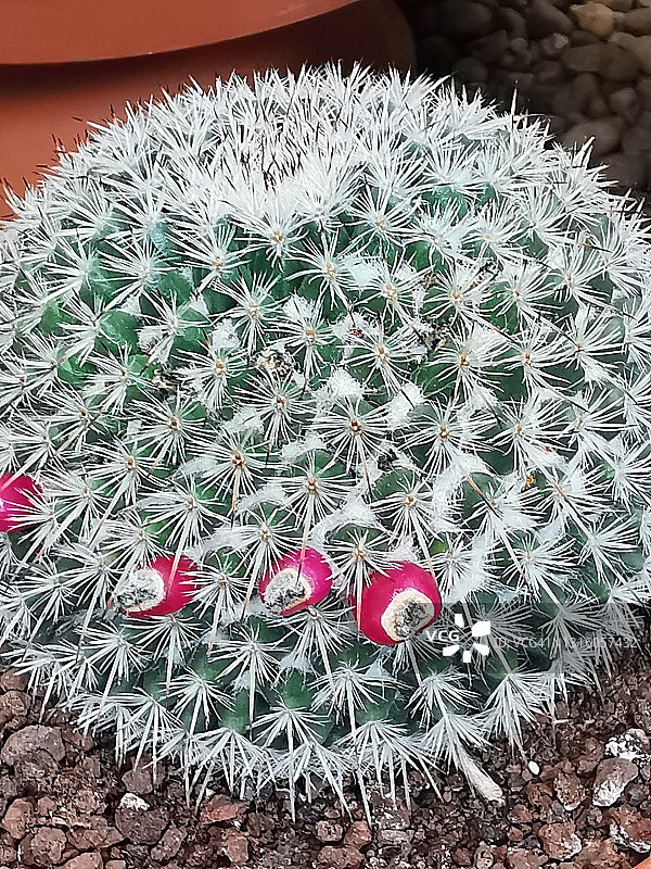 桶形仙人掌图片素材