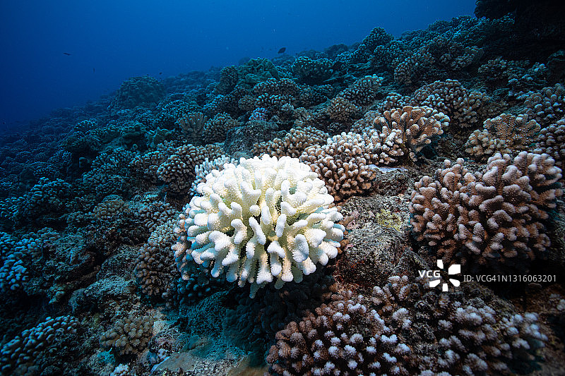 法属波利尼西亚的珊瑚白化事件图片素材