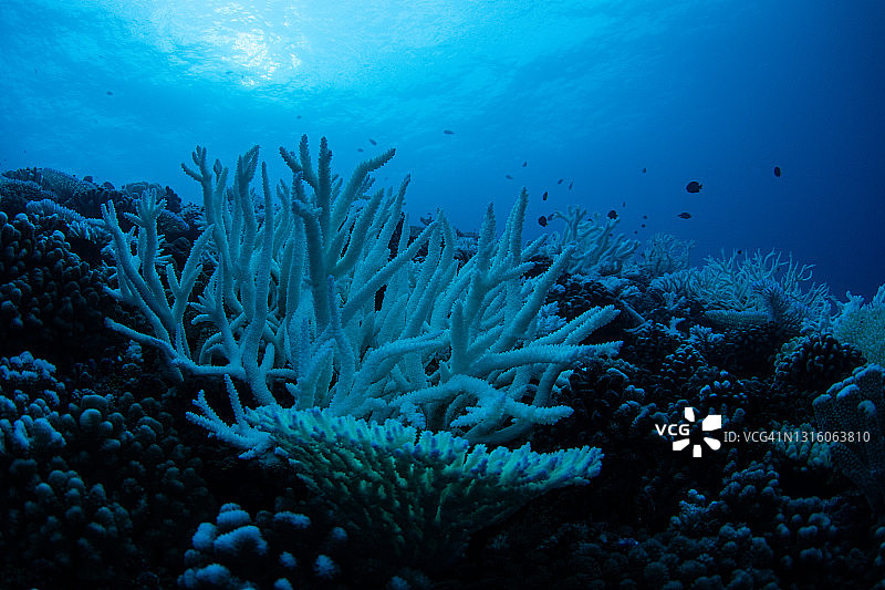 法属波利尼西亚的珊瑚白化事件图片素材