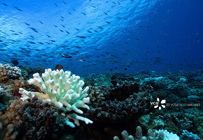 法属波利尼西亚的珊瑚白化事件图片素材