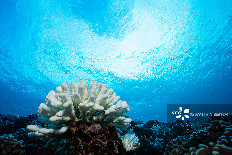 法属波利尼西亚的珊瑚白化事件图片素材