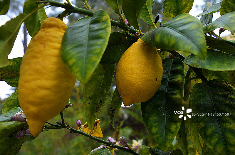 法国南部的柠檬树图片素材
