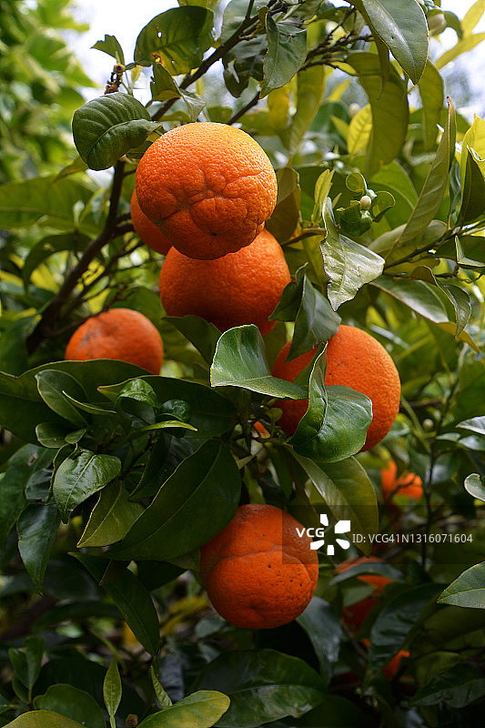 法国南部的橘子树图片素材
