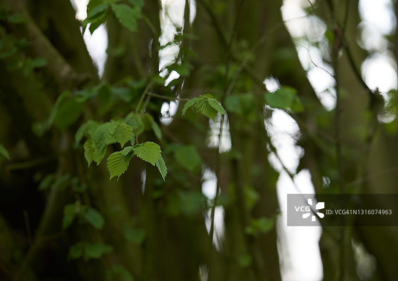 臭椿树图片素材