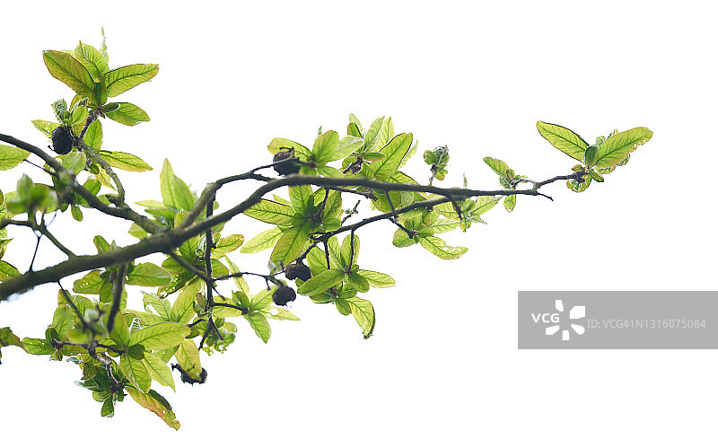 欧楂果图片素材