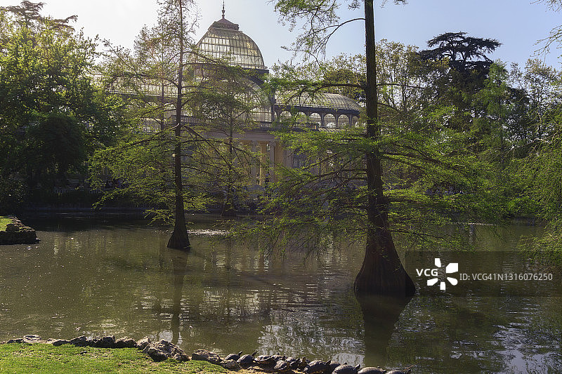 西班牙马德里丽池公园水晶宫湖中的落羽杉图片素材