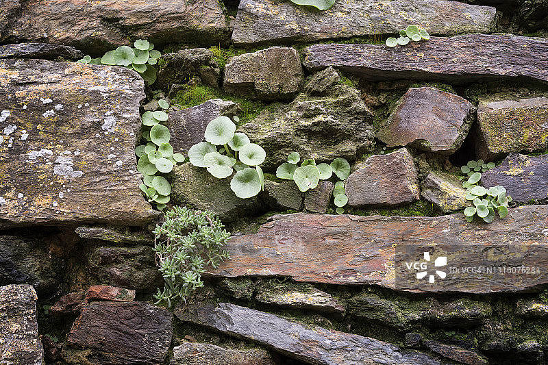 带有绿叶的石墙图片素材