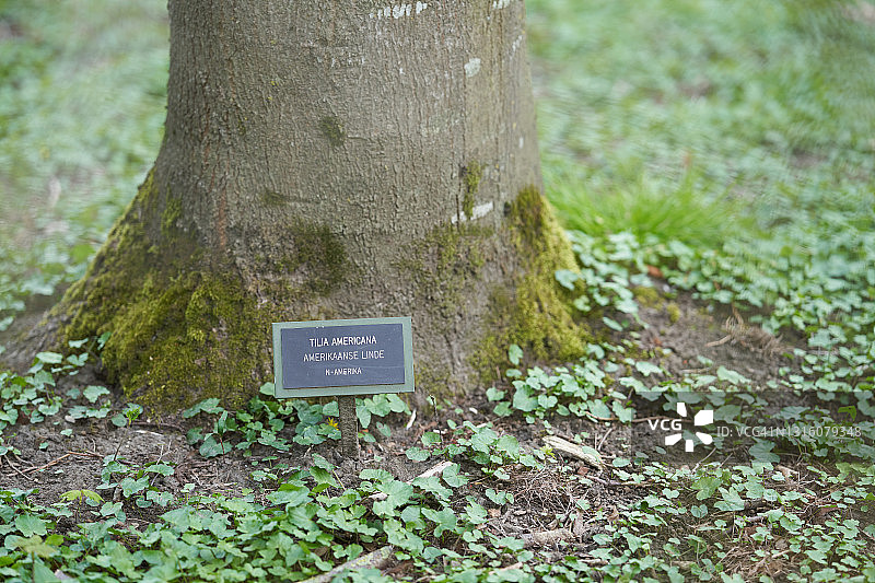 美洲椴树图片素材