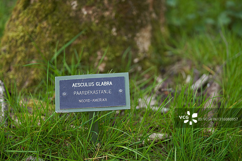 俄亥俄七叶树图片素材