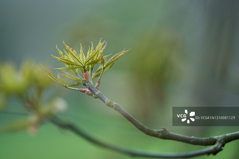 俄亥俄七叶树图片素材