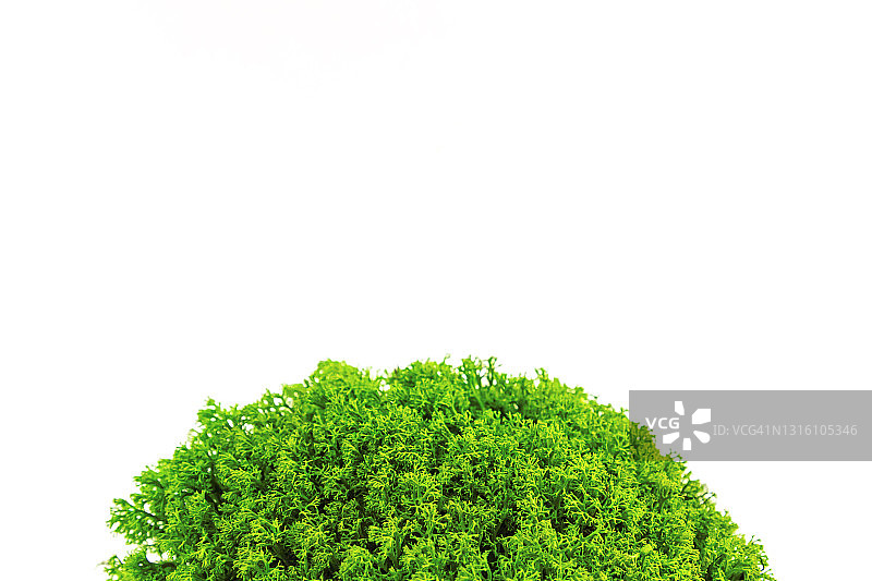 白色背景上的绿色苔藓，花艺概念，特写图片素材