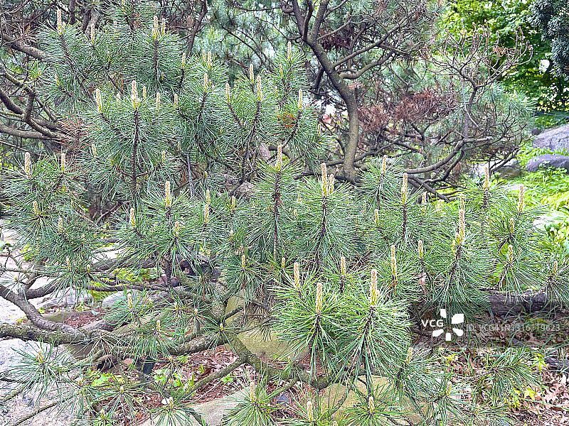 山松上的阳光图片素材