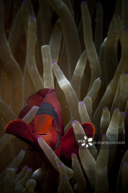 海底世界图片素材