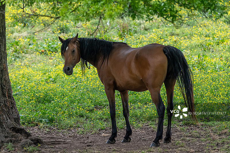 春天的栗色马图片素材