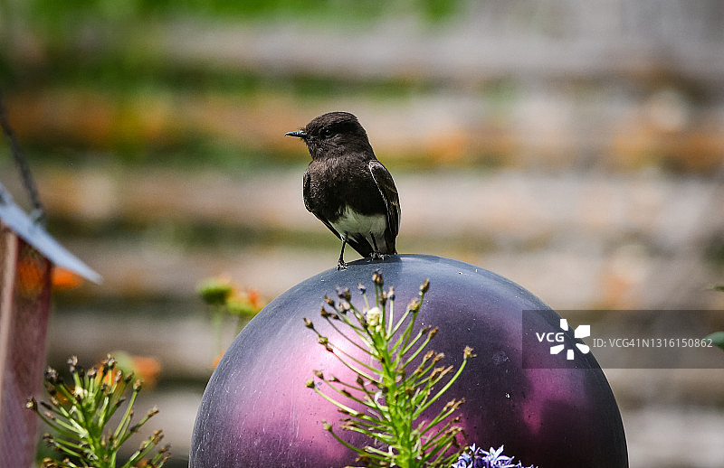 黑菲比鸟栖息在地球仪上的正面图图片素材