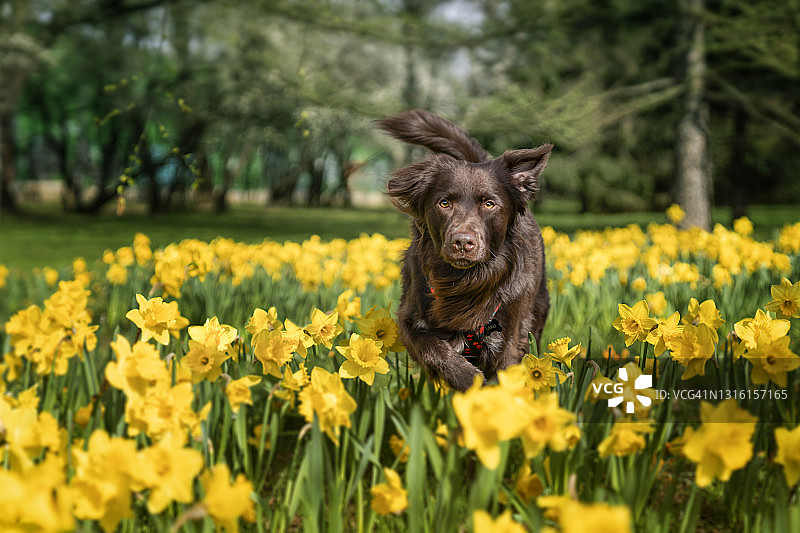 在花丛中奔跑的狗图片素材