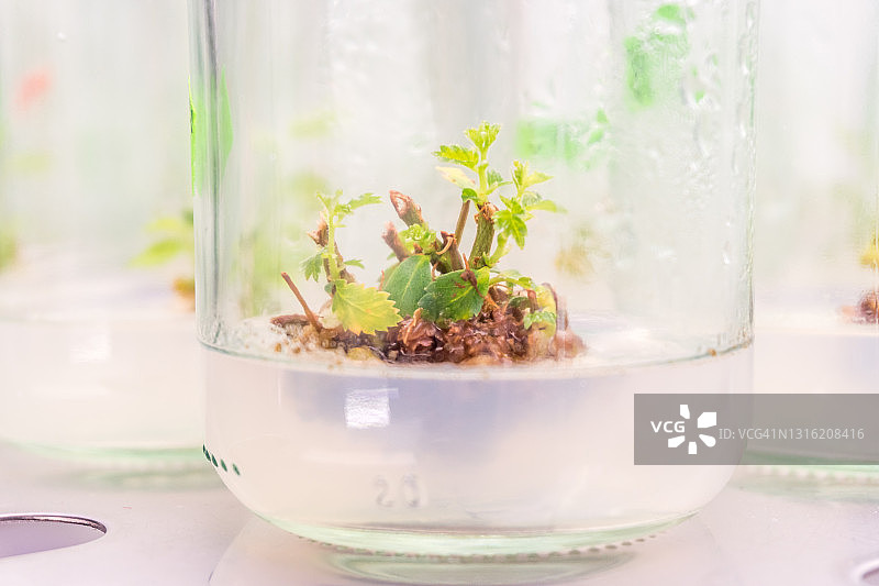 体外培养的榆树图片素材