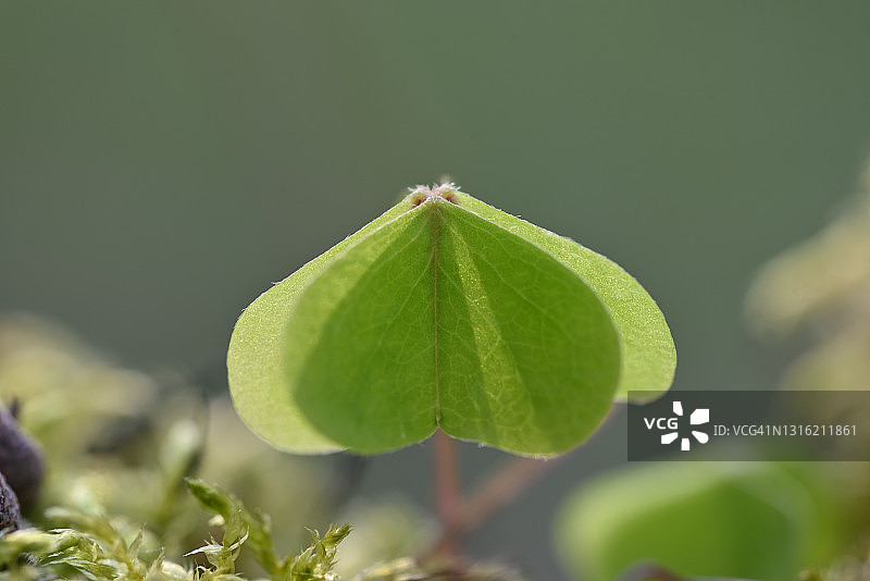 苔藓中的酢浆草叶图片素材