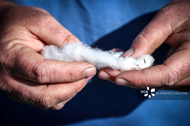 棉花收获图片素材