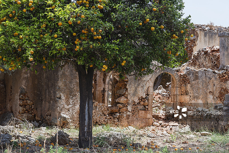 橘子树与克里特岛的废弃修道院图片素材