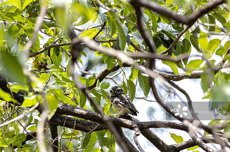 热带亚洲的小型猫头鹰——斑点小鸮图片素材