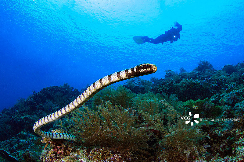 与潜水员在一起的环纹海蛇图片素材