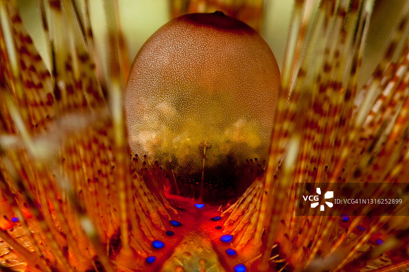 巴布亚新几内亚海胆图片素材