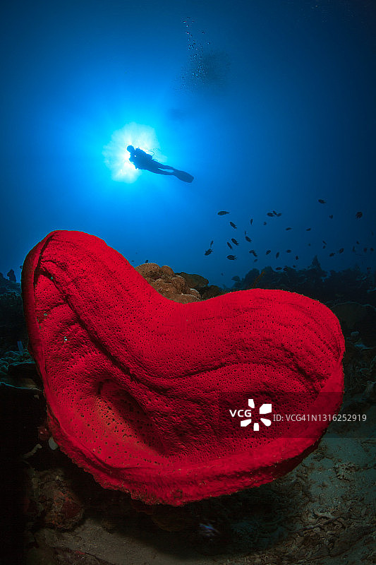 戈伦打洛阳光下带有潜水员的心形萨尔瓦多·达利海绵图片素材