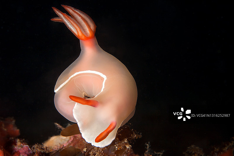 海蛞蝓圈图片素材