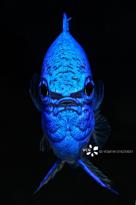 印度尼西亚对称蓝色恶魔图片素材