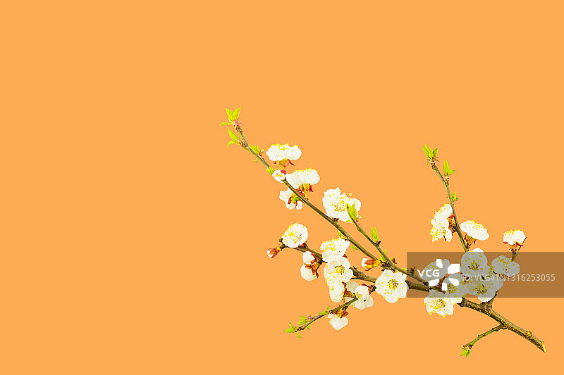 万寿菊背景上的苹果树开花枝条，早春复活节概念图片素材