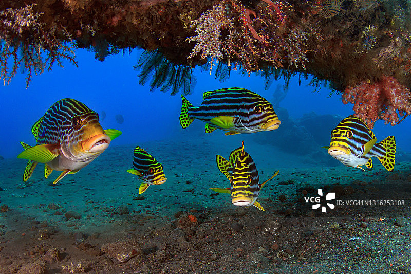 印度洋东方石鲈图片素材