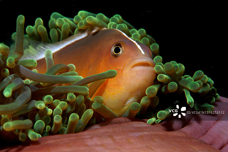 泰国海葵鱼图片素材