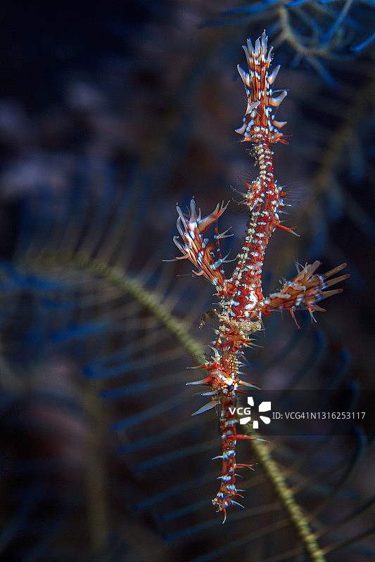 华丽的幽灵海龙，丑角幽灵海龙图片素材