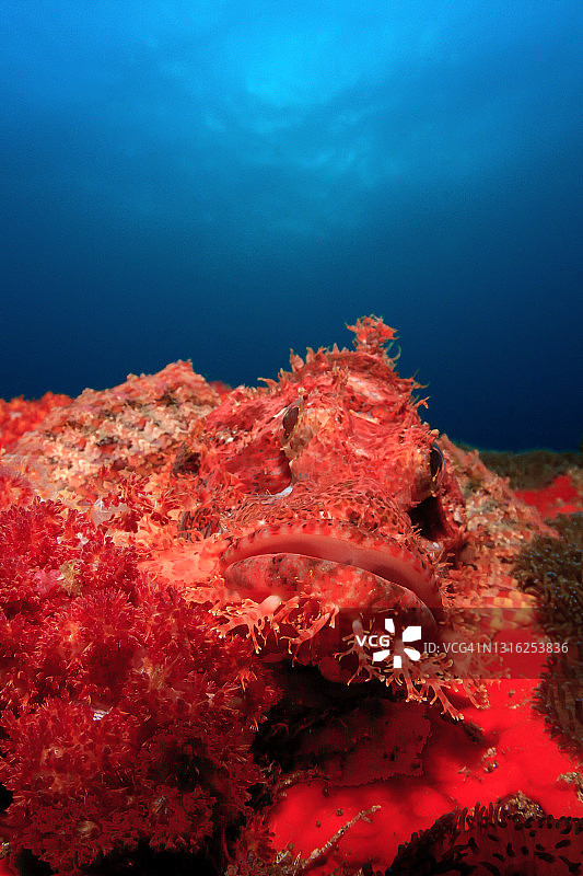 红蝎子鱼图片素材