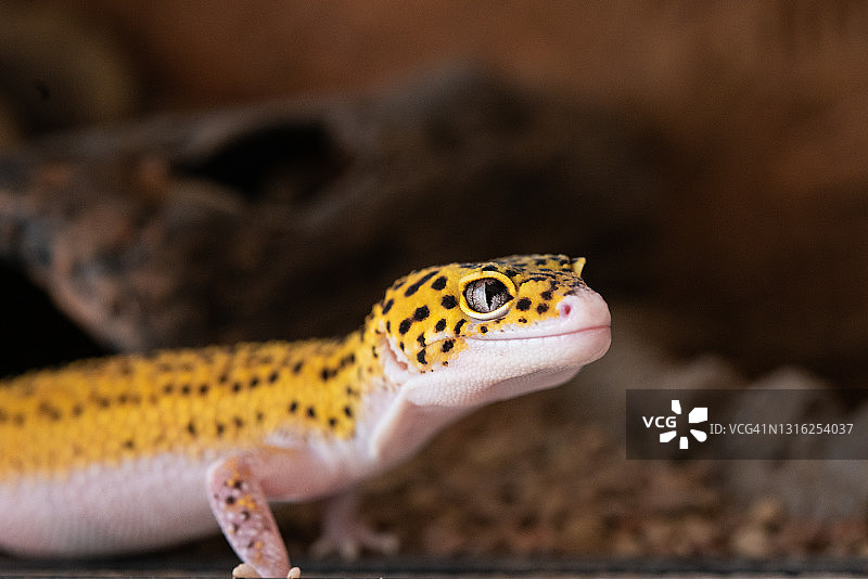 豹纹守宫图片素材