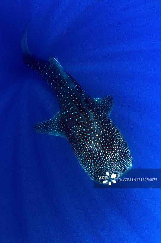 阳光下的鲸鲨图片素材