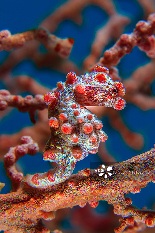 巴氏豆丁海马图片素材