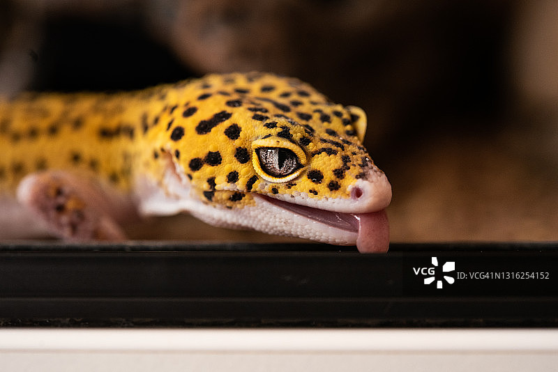 豹纹守宫图片素材