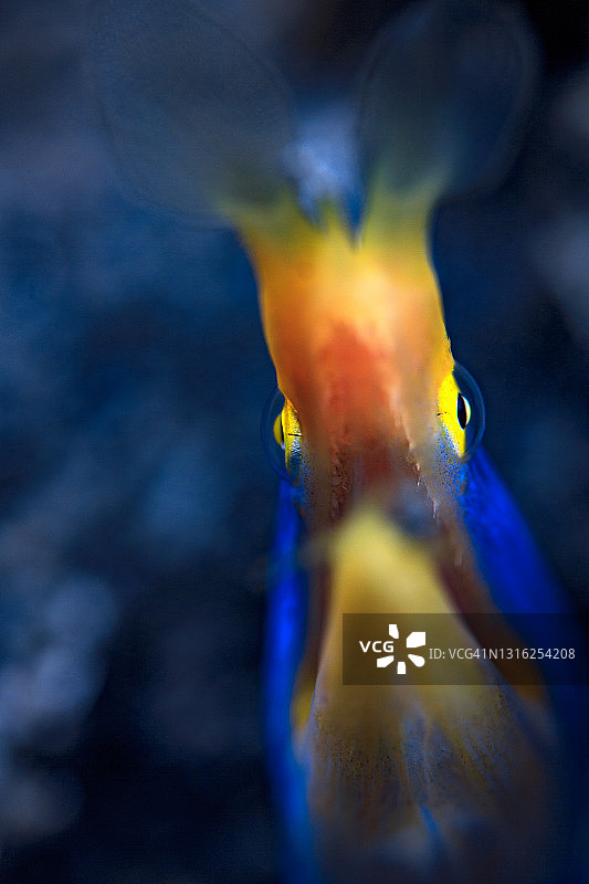 丝带鳗鱼艺术图片素材