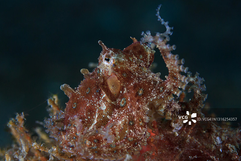 蓝环章鱼图片素材