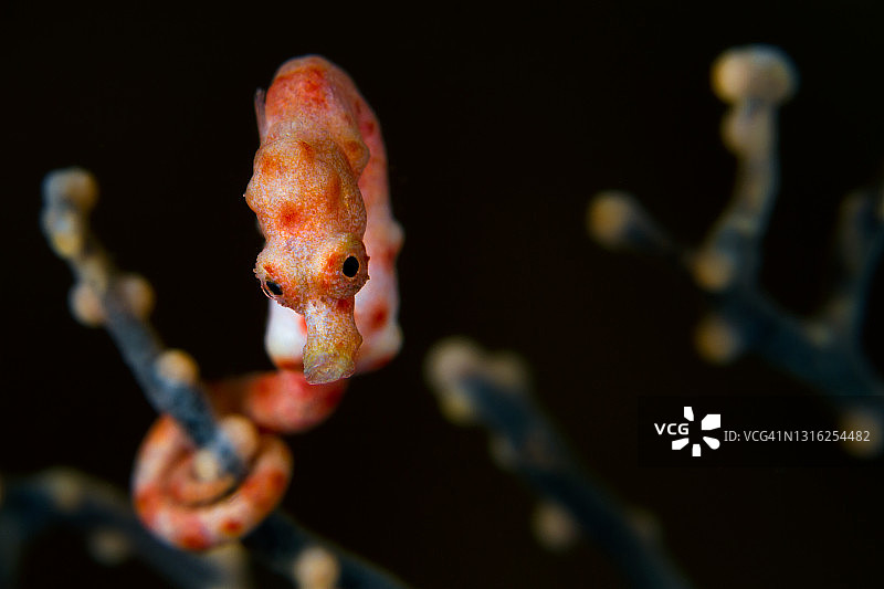 丹尼斯海马，侏儒海马的肖像图片素材