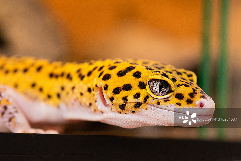 豹纹守宫图片素材