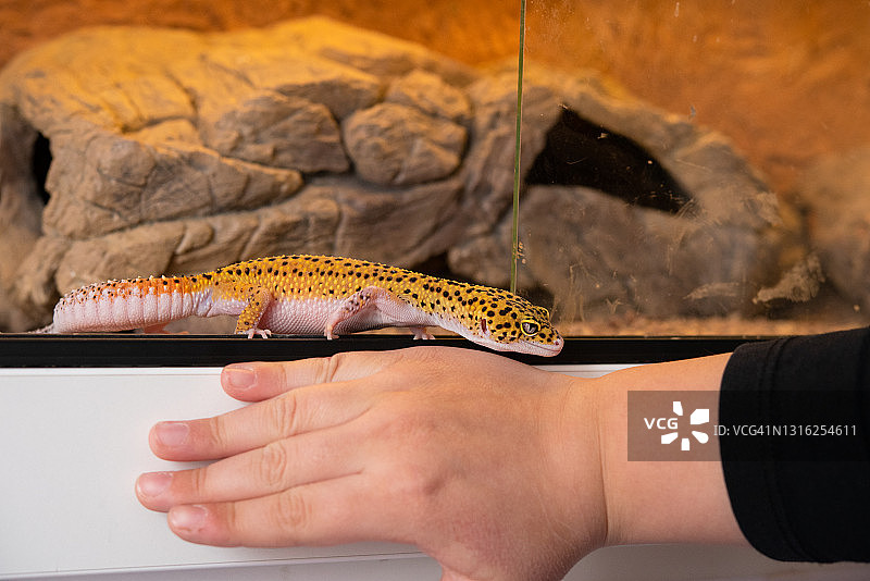 豹纹守宫图片素材