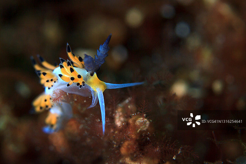 ，Flabellina babai图片素材