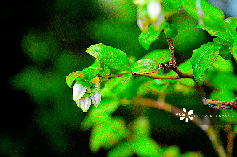 蓝莓植物特写图片素材