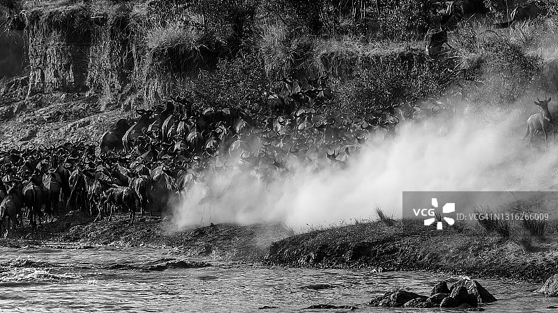 角马在马赛马拉奔跑和穿越图片素材