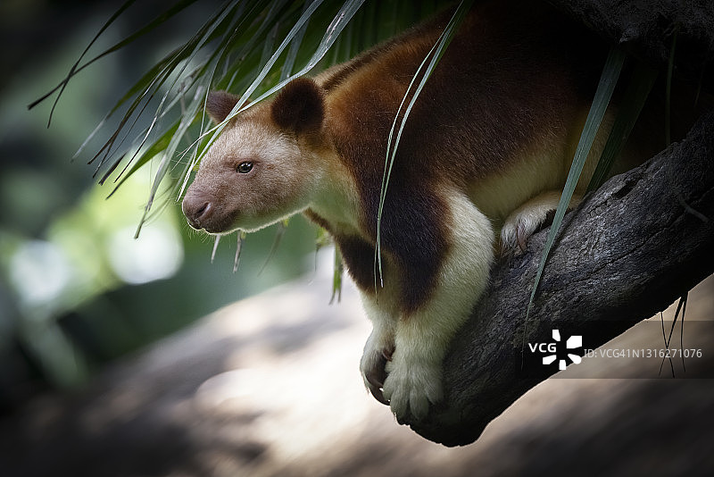 古氏树袋鼠图片素材