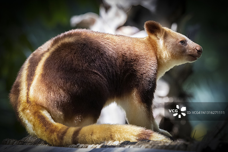 古氏树袋鼠图片素材