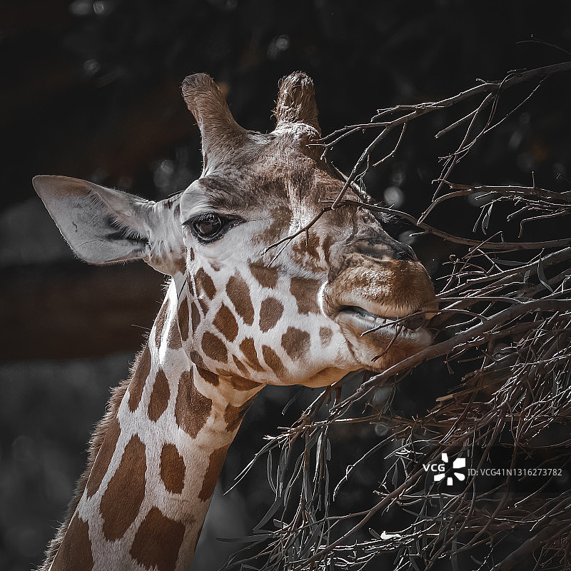 罗斯柴尔德长颈鹿肖像图片素材